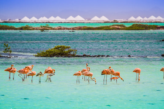 Escape to Bonaire: Your Ultimate Guide to Paradise
